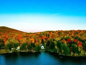 aerial view of trees with fall colors and a lake shoreline with houses