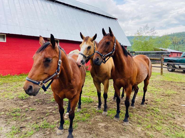 three horses with a red barn in the background