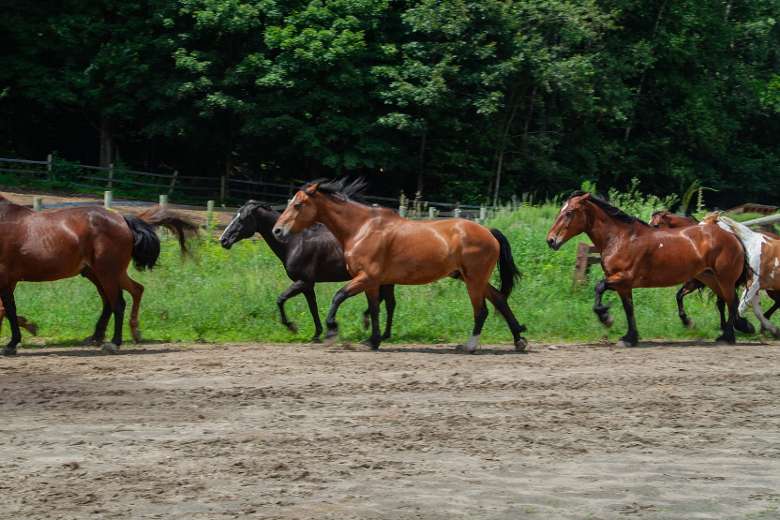 Horses running out to pasture.