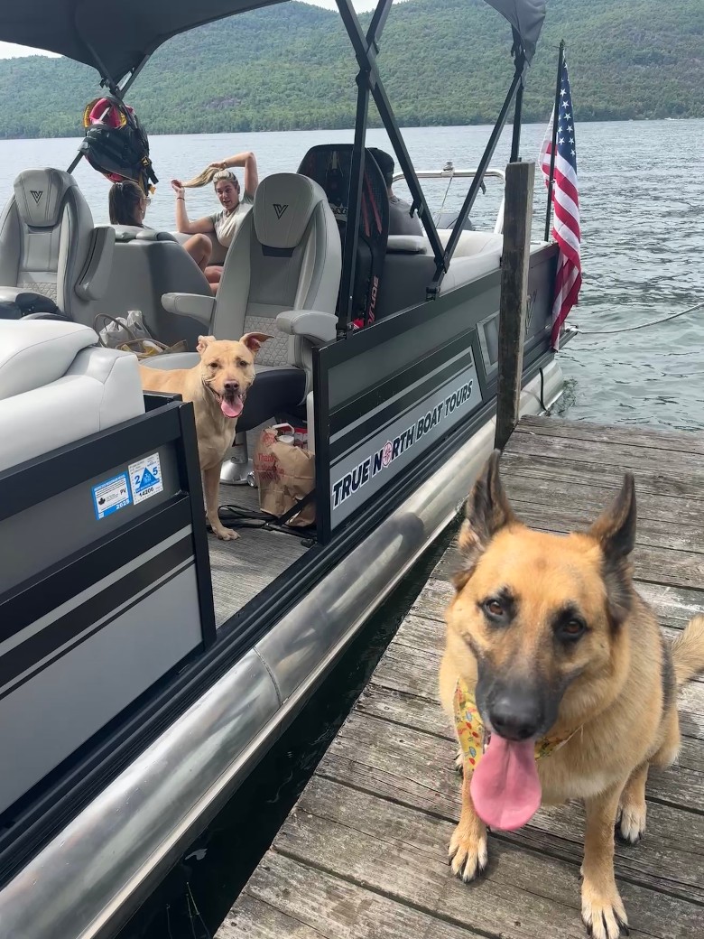 a dog on a dock and a dog on a boat