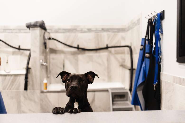 dog in a dog wash station
