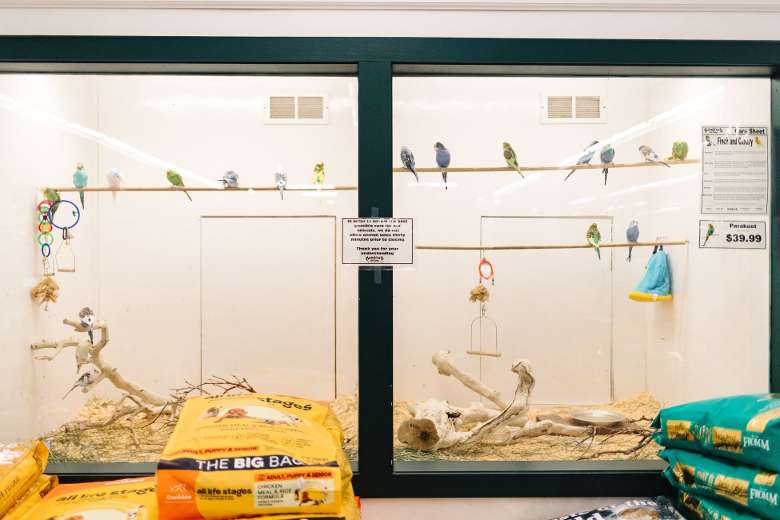 birds in a pet shop