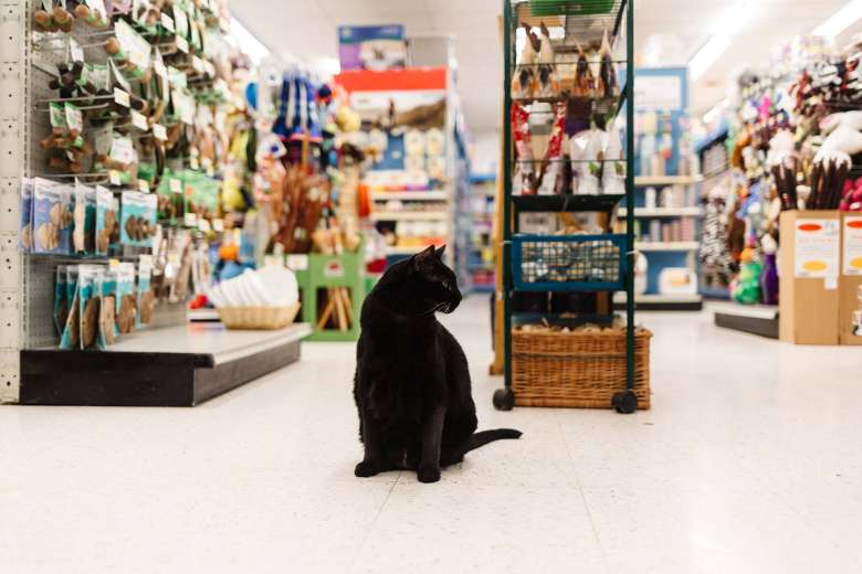 black cat sitting in a pet store
