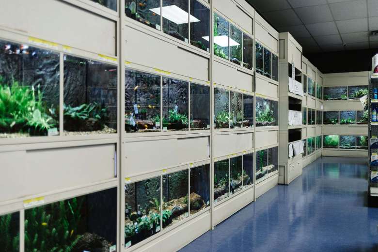 reptile and fish area in a pet store
