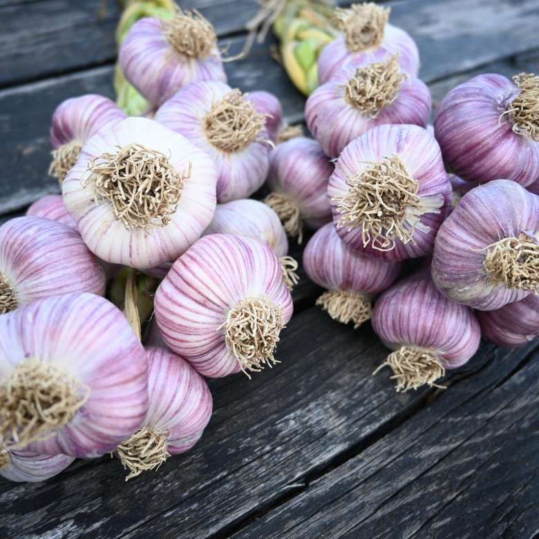 purplish garlic