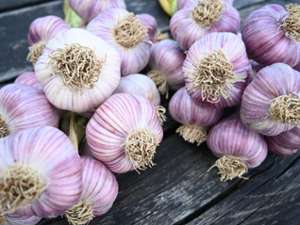 purplish garlic