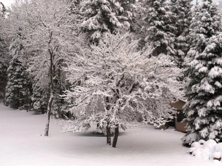 tree in winter