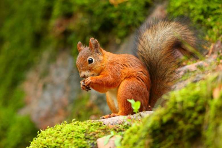 red squirrel