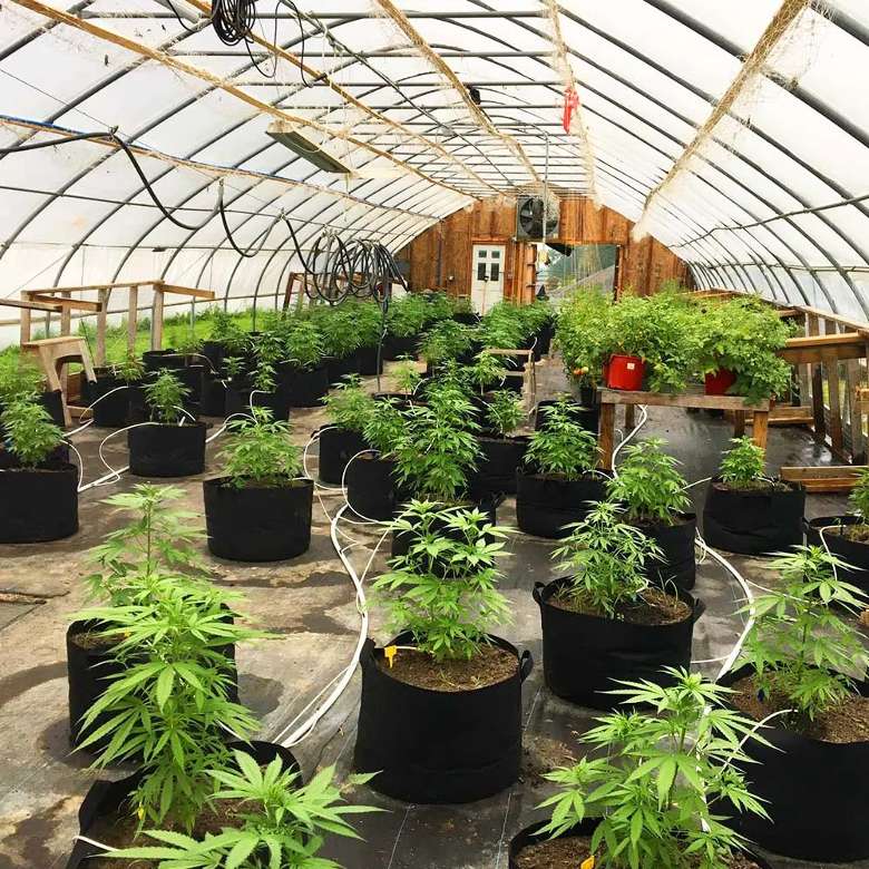 Hemp plants growing in a green house