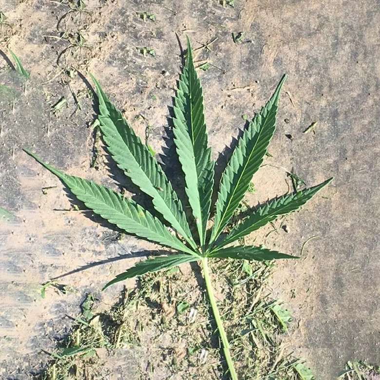 Cannabis plant