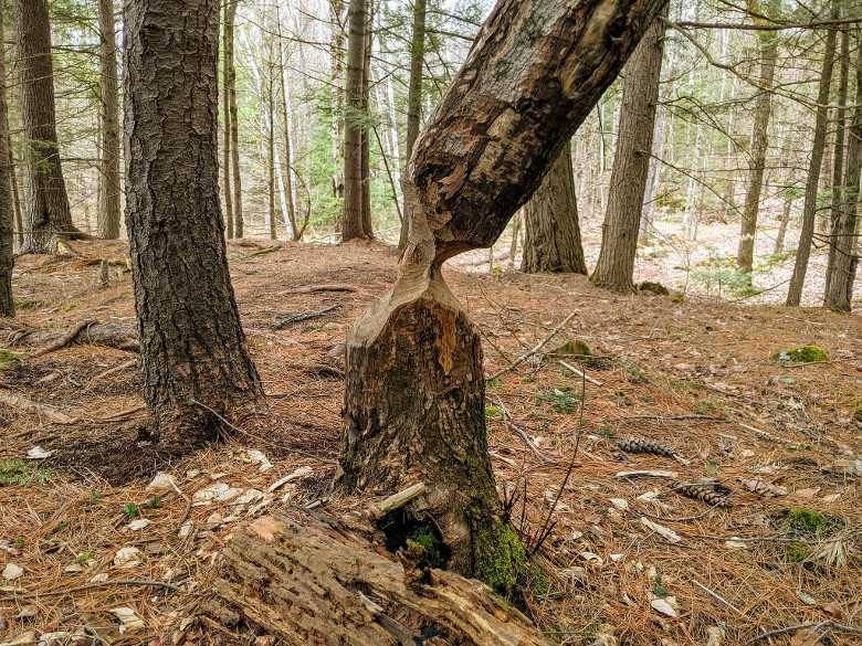 beaver marks on tree