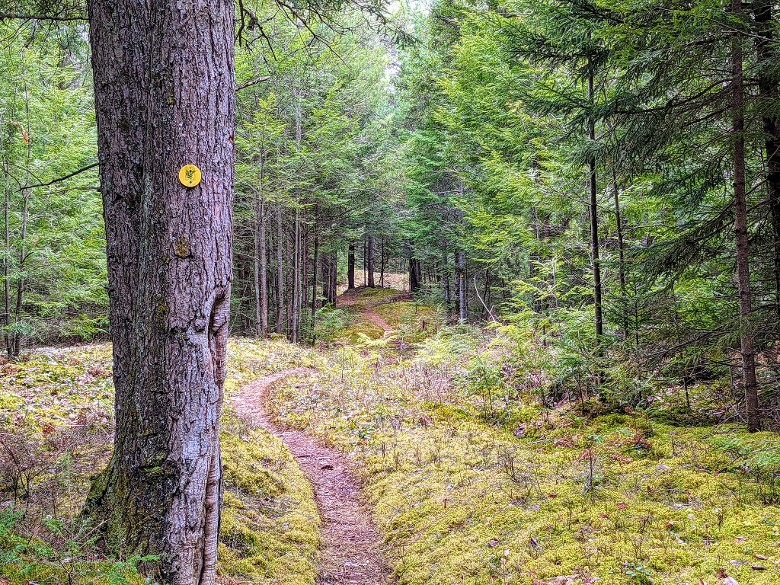 trail in woods