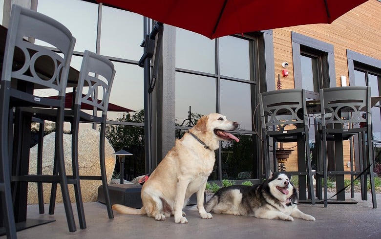 dogs on a restaurant patio