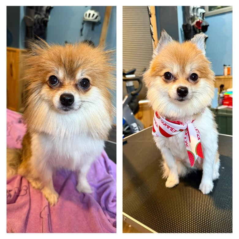 side by side photo of a dog after grooming session