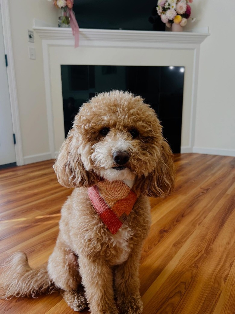 dog wearing a bandana