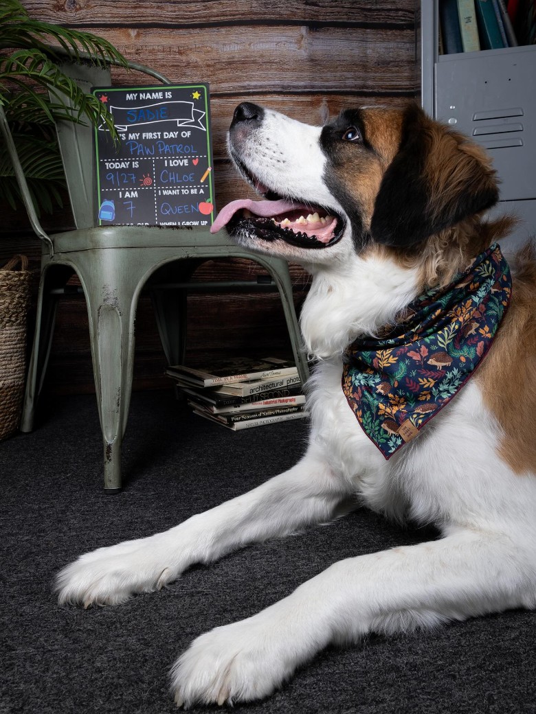 a dog looking up while wearing a bandana