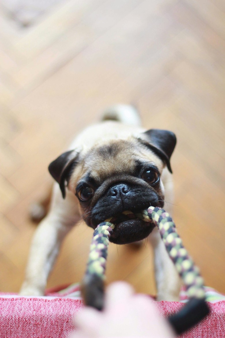 a dog biting a roe