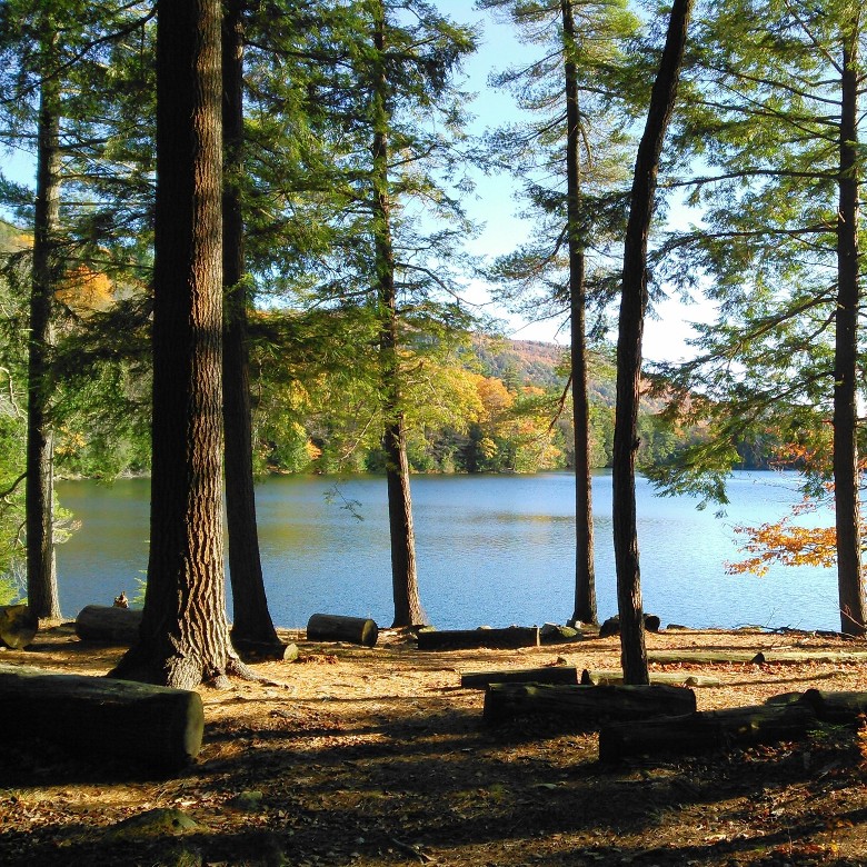 view of a lake through the trees