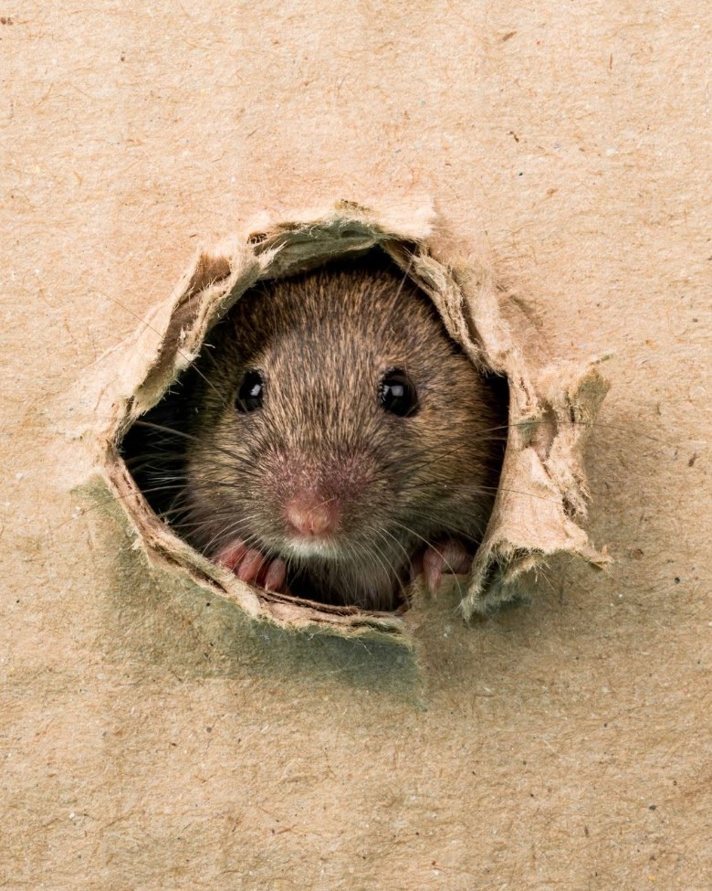 mouse poking his head through a hole