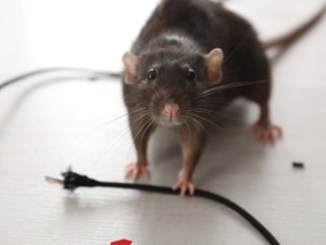 guilty looking mouse in front of wire