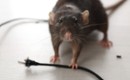 guilty looking mouse in front of wire