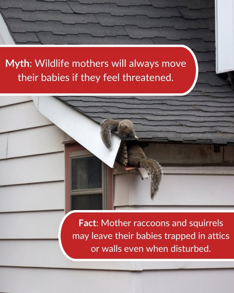 squirrels in rain gutters