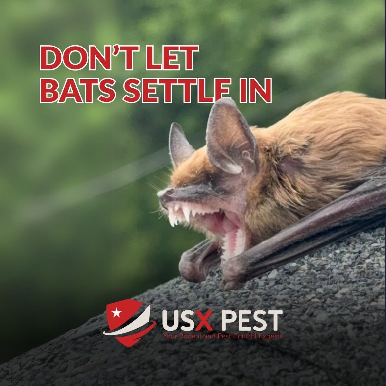 bat