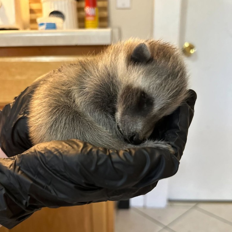 small raccoon in gloved hands
