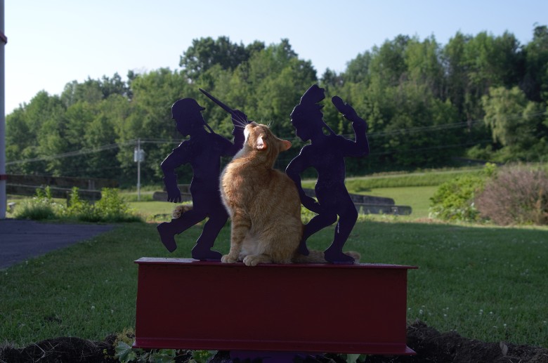 Chief Feline Officer   (CFO)