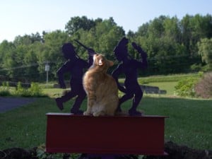 Chief Feline Officer   (CFO)