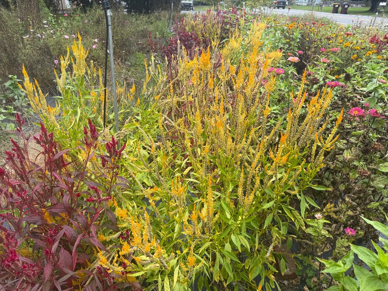 Sunset Farms - Flower Farm (4)