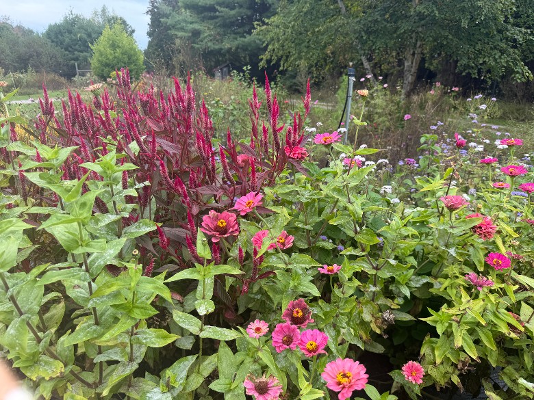 Sunset Farms - Flower Farm (3)