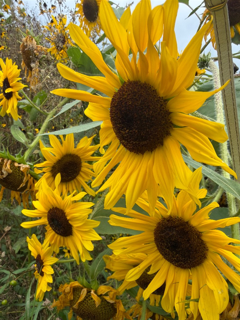 Sunset Farms - Flower Farm (6)