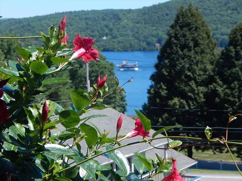view of lake george through plant and trees