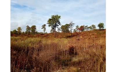 pine barrens landscape