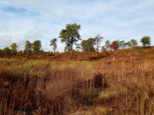 pine barrens landscape