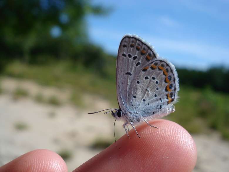 a Karner blue butterfly on the tip of someone's finger