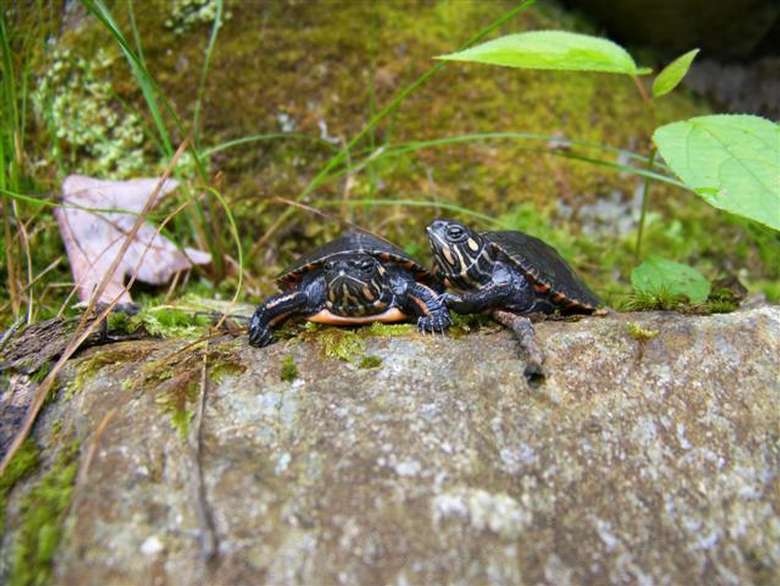 two small turtles on a rock