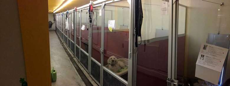 dog laying in its bed in a boarding area with red walls