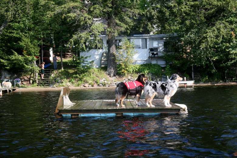 two dogs standing on a raft on the water