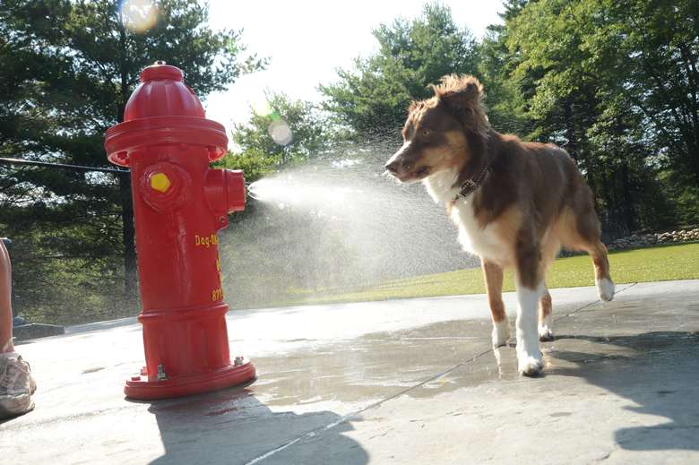 a dog near a fire hydrant water mountain