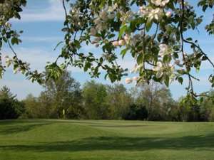 foliated trees on a golf course