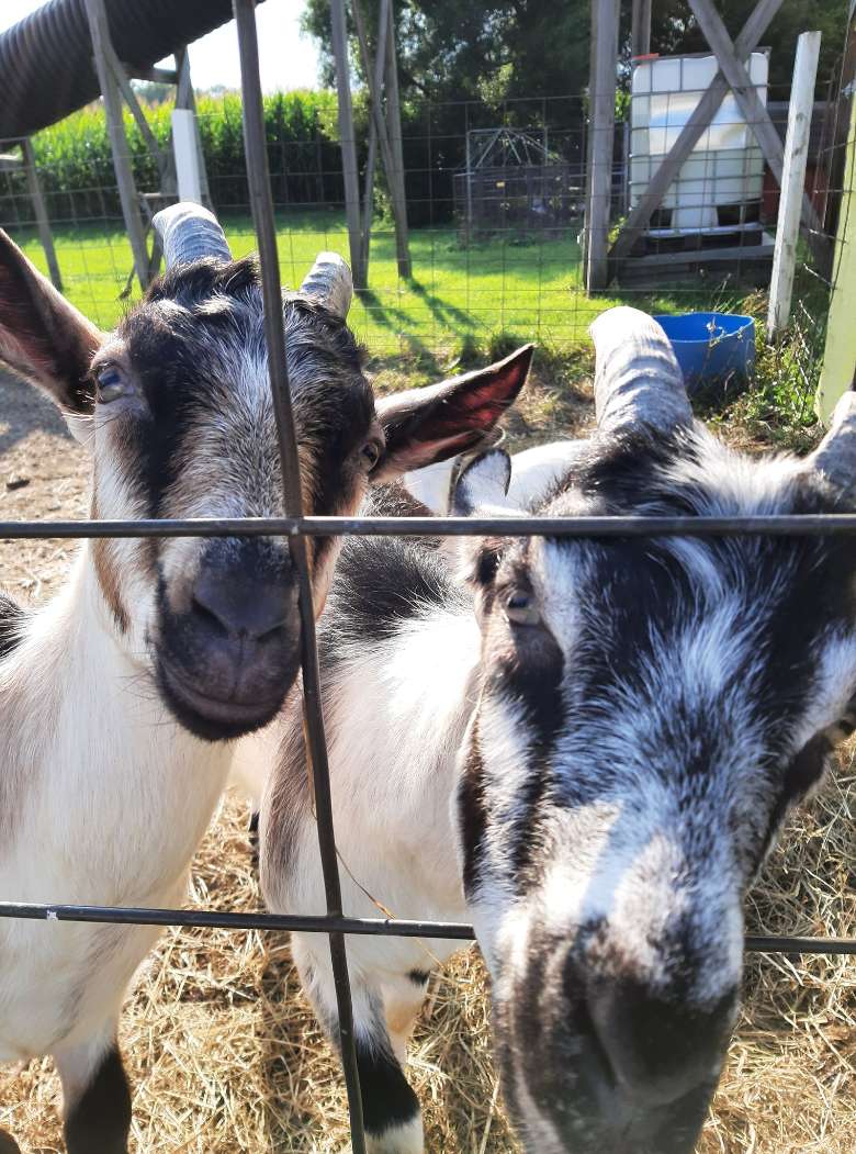 two goats at a fence