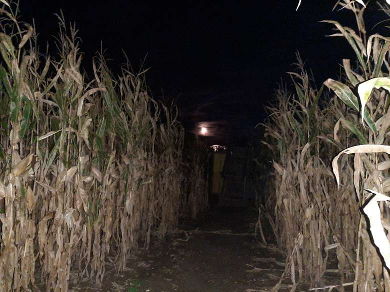 corn maze at night