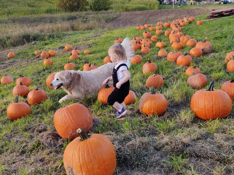 child and dog walking through a pumpkin patch