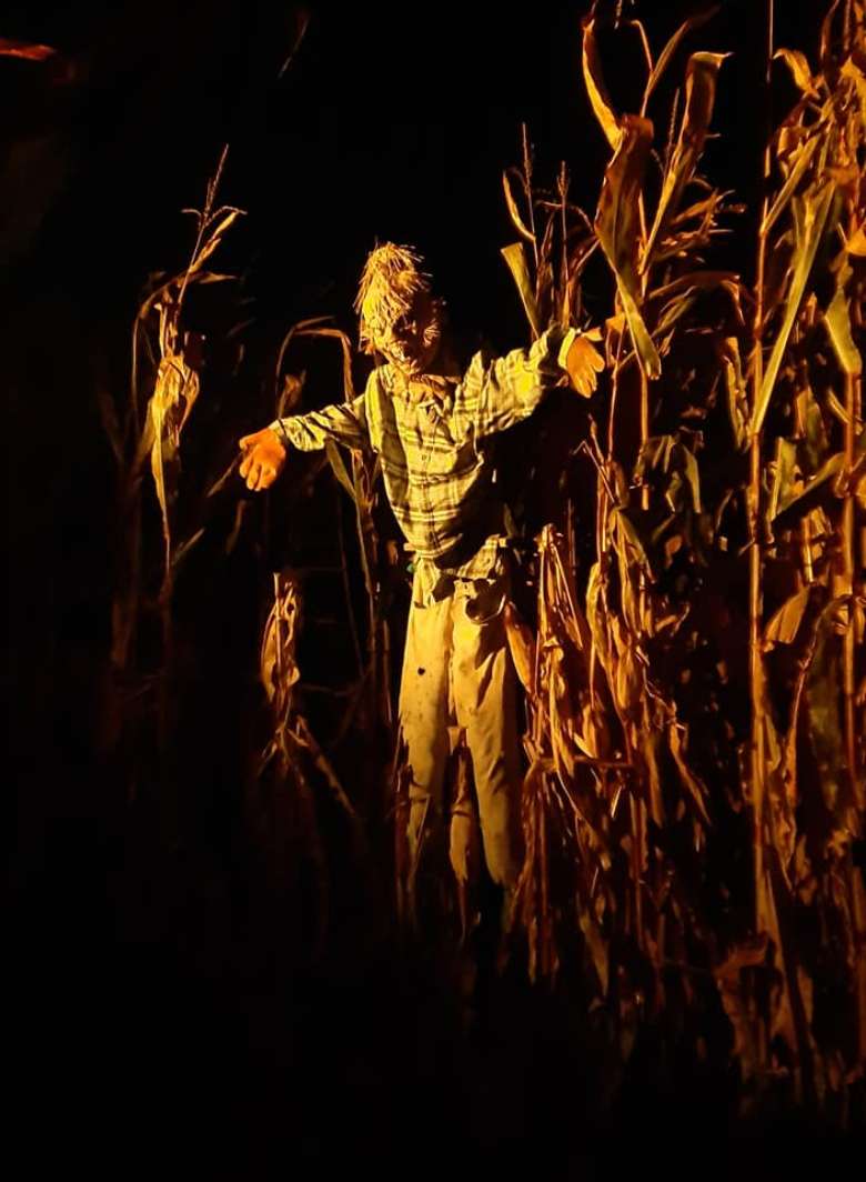 scary scarecrow in a corn maze at night