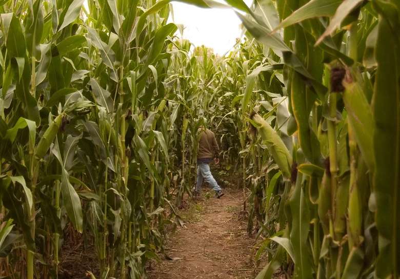 person walking through a corn maze