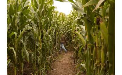 person walking through a corn maze