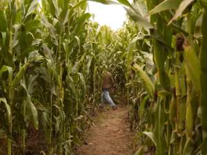 person walking through a corn maze