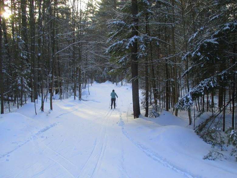 a person cross-country skiing surrounded by woods